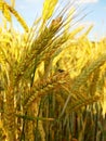 fly on wheat