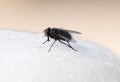 Fly on white sweet cotton wool. Royalty Free Stock Photo