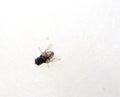 Fly on white sweet cotton wool. Royalty Free Stock Photo