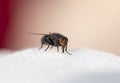 Fly on white sweet cotton wool. Royalty Free Stock Photo