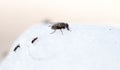 Fly on white sweet cotton wool. Royalty Free Stock Photo