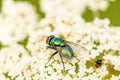 Fly on a wild carrot flower Royalty Free Stock Photo