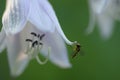 Fly on wild flower Royalty Free Stock Photo