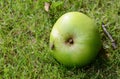Fly on a windfall apple Royalty Free Stock Photo