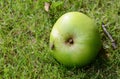 Fly on a windfall apple