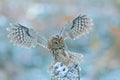 Fly winter scene with owl. Flying owl in the snow forest. Owl in fly. Action scene with owl. Flying Eurasian Tawny Owl, Strix aluc