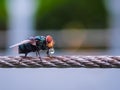 Fly on a wireline holding a droplet of water Royalty Free Stock Photo