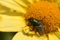 Fly on a yellow daisy Royalty Free Stock Photo