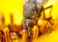 Fly in a yellow flower blossom