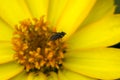 Fly on yellow flower Royalty Free Stock Photo