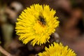 Fly on a yellow flower of a coltsfoot plant