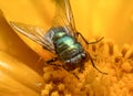 Fly on a yellow flower extreme macro Royalty Free Stock Photo