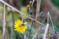 A fly on a yellow flower. Insect on a wildflower. A fly on a dandelion Royalty Free Stock Photo