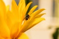 Fly yellow flower macro. A small black fly sits backwards on a yellow petal