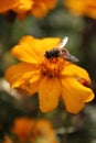 Fly on yellow flower on sunny summer day. Selective focus