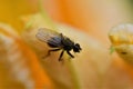 One fly sits on a yellow pumkin blossom Royalty Free Stock Photo