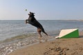 Flyball on the beach Royalty Free Stock Photo