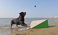 Flyball on the beach Royalty Free Stock Photo