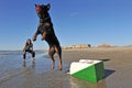 Flyball on the beach Royalty Free Stock Photo