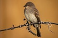 Eastern Pheobe Flycatcher Perched on a Trellis Wire