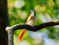 A flycatcher bird perching on the open branch in the forest. Its an female individual. Complete name is Asian Paradise Flycatcher. Royalty Free Stock Photo