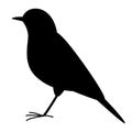 Flycatcher bird, vector illustration, black silhouette