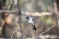 A flycatcher on a branch Royalty Free Stock Photo