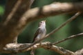 The flycatcher on a branch