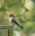 Flycatcher (Empidonax traillii) Royalty Free Stock Photo