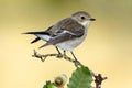 Flycatcher(Ficedula hypoleuca ) Royalty Free Stock Photo