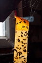 Flycatcher with many dead flies. Sticky tape from flies hangs in attic of house. Royalty Free Stock Photo