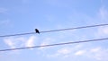 Flycatcher Muscicapa striata birds on post with electrical wires Royalty Free Stock Photo