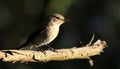 A flycatcher pirched in a tree Royalty Free Stock Photo