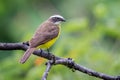Flycatcher resting on a dry branch Royalty Free Stock Photo