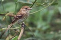 Flycatcher resting on a tree branch with a natural background