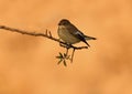 Flycatcher rests on a twig