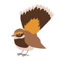 Flycatcher rufous fantail vector illustration flat style profile