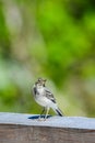 Flycatcher Royalty Free Stock Photo
