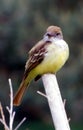 flycatcher staring Royalty Free Stock Photo