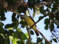 Great kiskadee ventral view under the tree