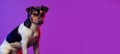 Flyer. Portrait of beautiful dog, Jack Russell Terrier posing isolated on gradient purle-pink background in neon light