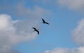 Two flying cranes Royalty Free Stock Photo