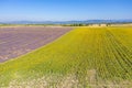 Flying above amazing lavender sunflower field in beautiful Provence, France. Stunning rows flowers blooming agriculture landscape Royalty Free Stock Photo