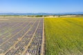 Flying above amazing lavender sunflower field in beautiful Provence, France. Stunning rows flowers blooming agriculture landscape Royalty Free Stock Photo