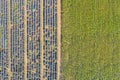Flying above amazing lavender sunflower field in beautiful Provence, France. Stunning rows flowers blooming agriculture landscape Royalty Free Stock Photo