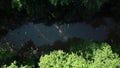 Flying above calm river flows and densely growing trees