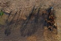 Flying above grazing cows on a farmland, tree shadows on meadow, aerial view