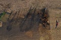 Flying above grazing cows on a farmland, tree shadows on meadow, aerial view Royalty Free Stock Photo