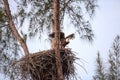 Flying Adult bald eagle Haliaeetus leucocephalus flies near his nest on Marco Island Royalty Free Stock Photo