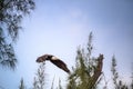 Flying Adult bald eagle Haliaeetus leucocephalus flies near his nest on Marco Island Royalty Free Stock Photo